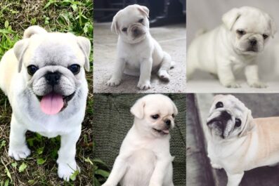 All About White Pugs Cute, Rare, Health, and More!