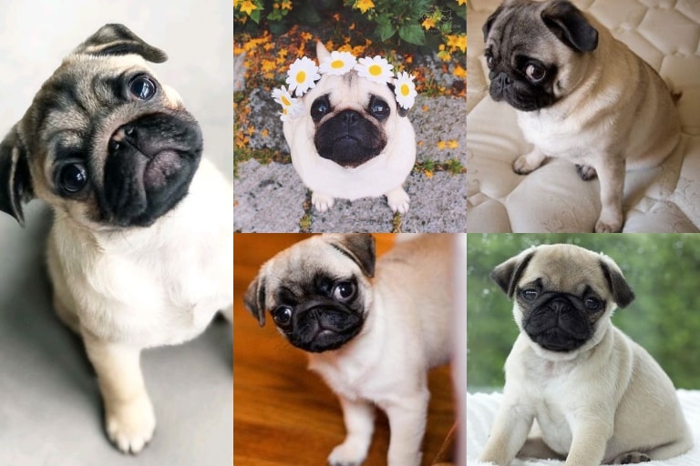 What Are the Common Health Issues for White Pugs