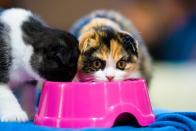 advice and techniques for including salmon oil in your cats diet