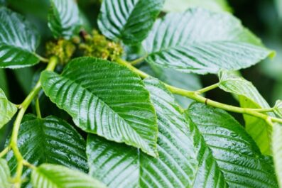 the potential benefits of using kratom