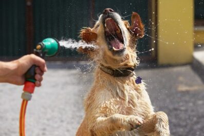 froms unrise walks to cool baths creating a pet routine that works in summer heat