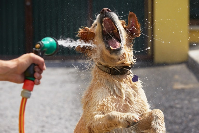 froms unrise walks to cool baths creating a pet routine that works in summer heat