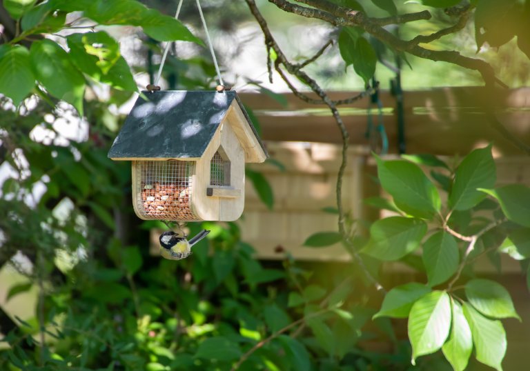 how to create a bird friendly backyard sanctuary