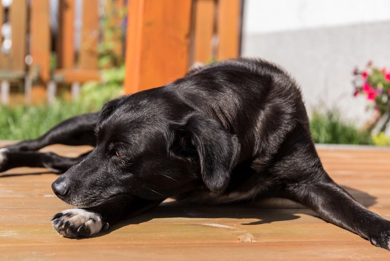 paw sitively cool how to keep your pets comfortable on hot patios
