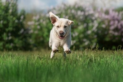 pet friendly turf solutions for a cleaner safer outdoor space