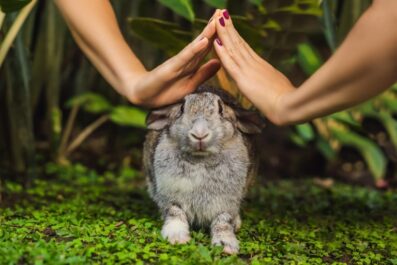 what does it mean to be an animal welfare advocate