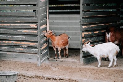 can you raise goats in your backyard 5 things to know before you try