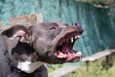 what are the most common defenses in dog bite cases
