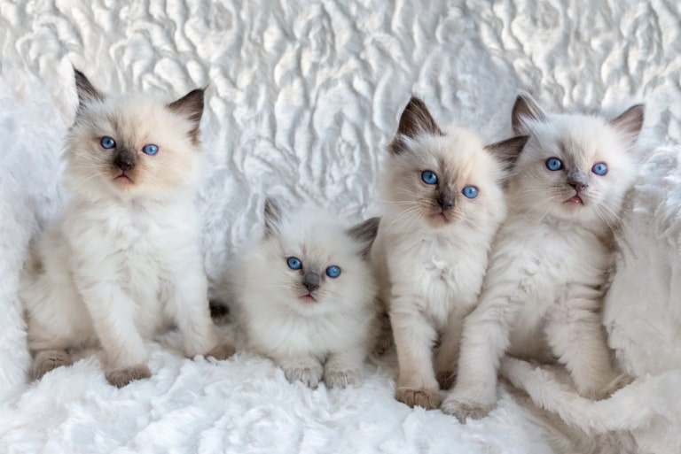 why ragdolls make the best adopted companions