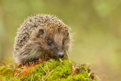 what happens if you get caught with an illegal pet in california