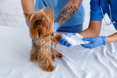 Essential First Aid Tips for Pet Owners