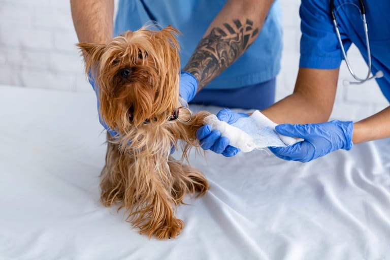 Essential First Aid Tips for Pet Owners