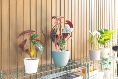 Choosing the Right Planter for Every Type of Plant in Your Home